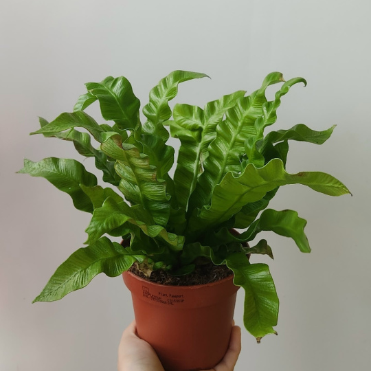 Асплениум Криспи