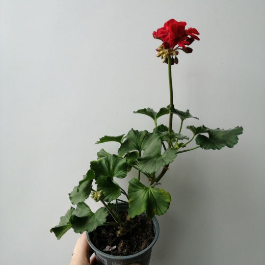 Пеларгония зональная