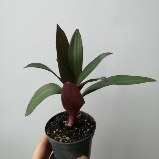 Традесканция