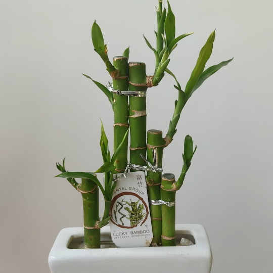 Лаки бамбук