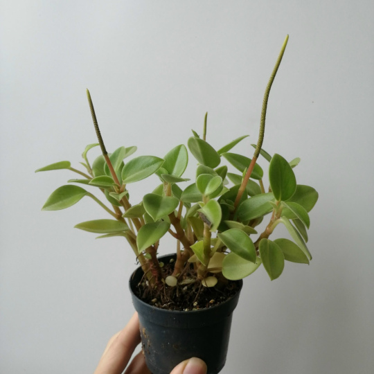 Пеперомия ползучая