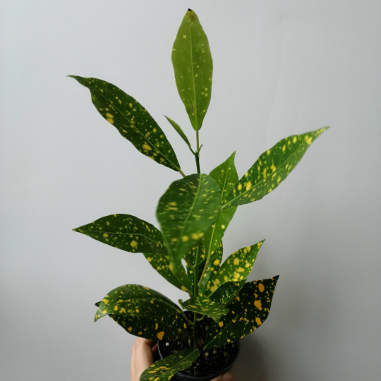 Кодиеум микс