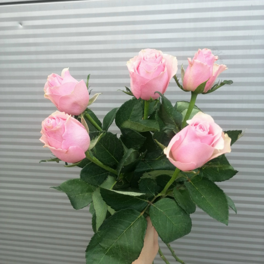 5 роз с лентой