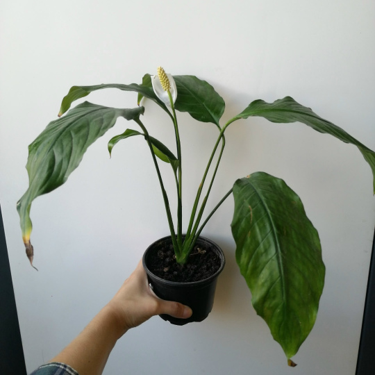 Спатифиллум