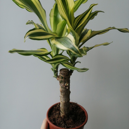 Драцена Еллоу