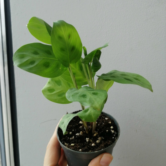 Маранта микс