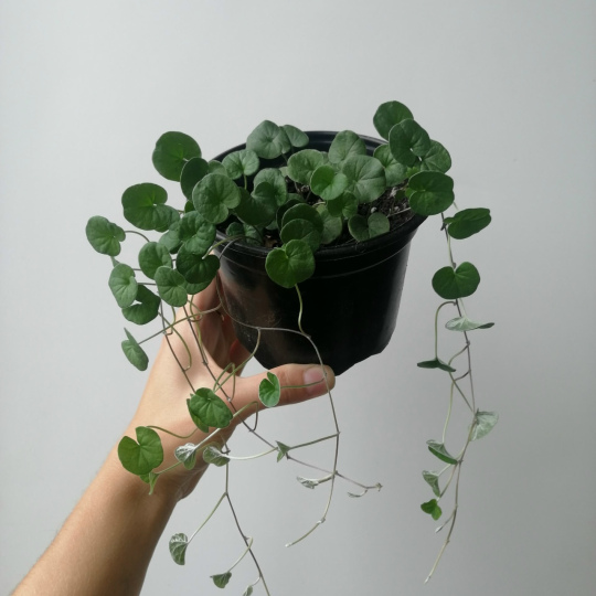 Дихондра Волшебник изумрудного города